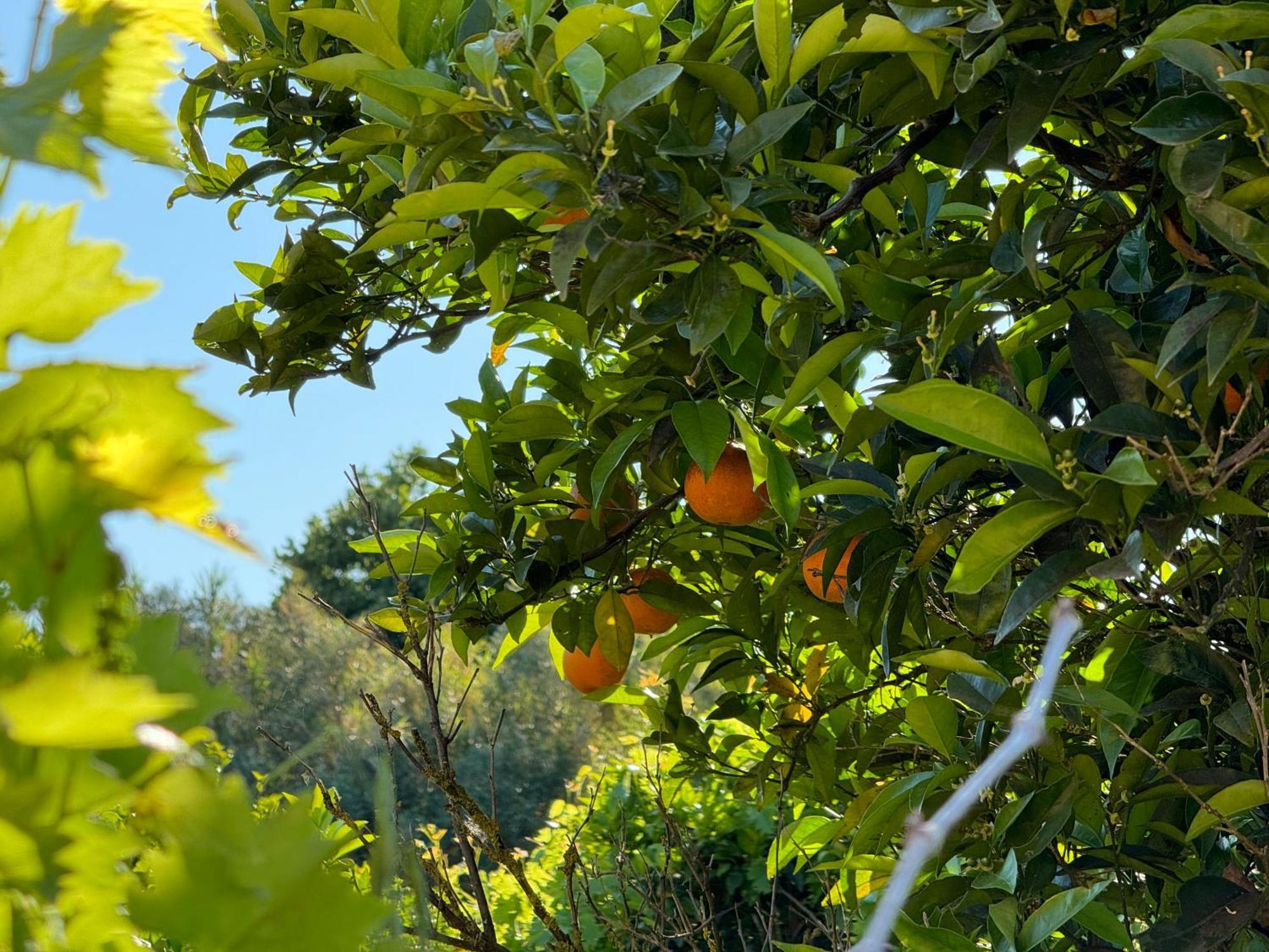 Vila L'Orto San Vero Milis Exteriér fotografie